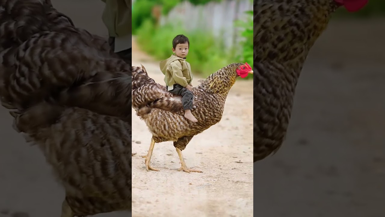 baby goes with the chicken - em b&eacute; cưỡi lưng g&agrave; mẹ #cutebaby #shorts #trending