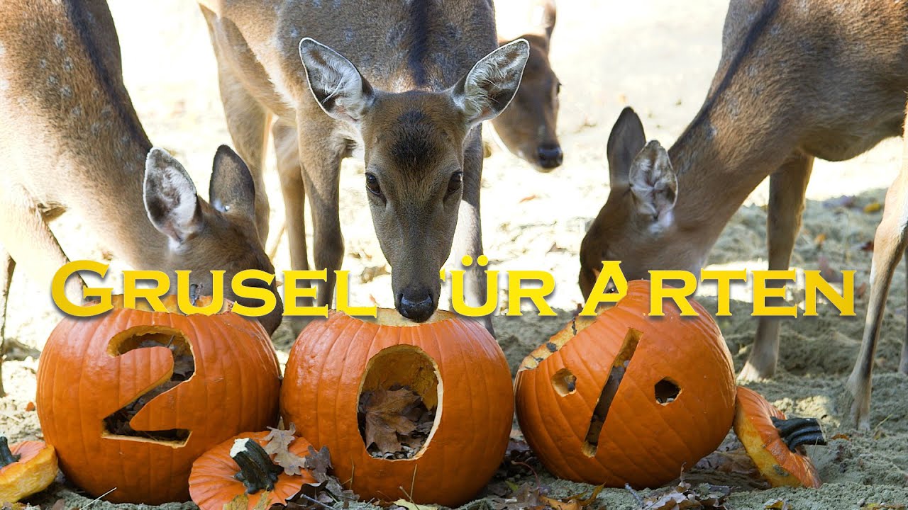 Schauriges Halloween: Ein F&uuml;nftel aller Arten steht vor Ausrottung I Tiergarten Sch&ouml;nbrunn