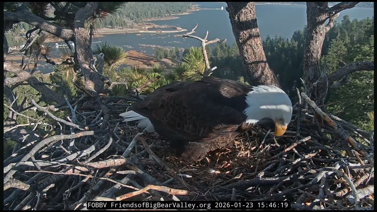 Jackie Lays 1st Egg Of 2026 Season ❤️...Shadow Comes To See Jan 23,2026 FOBBV Cam