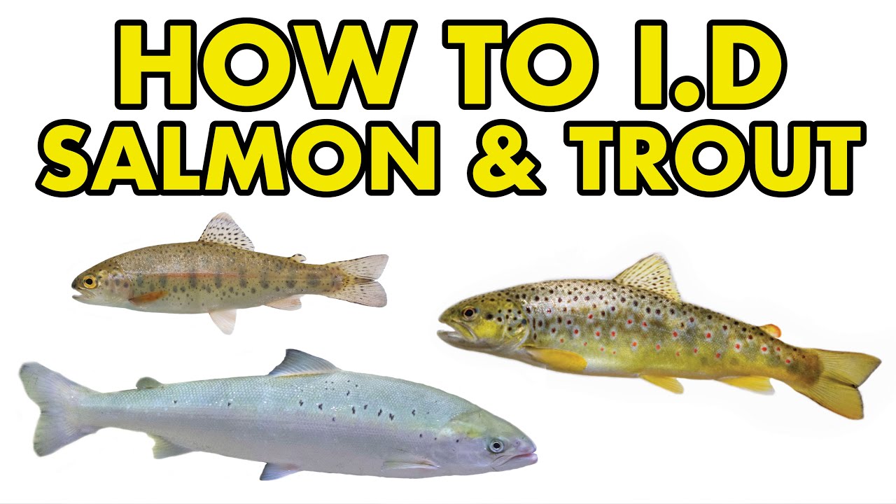 Salmon & Trout: HOW TO I.D