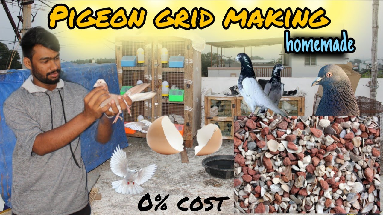 💥Pigeon grid making homemade 💉#karnapura #highflyingpigeons #racingpigeon #pigeonmedicine