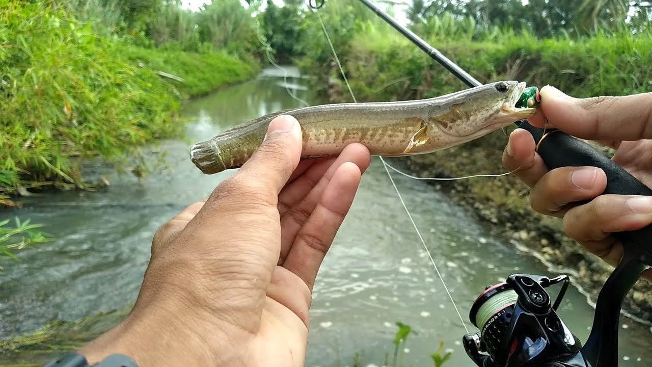 mancing casting di sungai kecil arus deras ‼️ dapat ikan haruan❗️ casting gabus | ultralight fishing