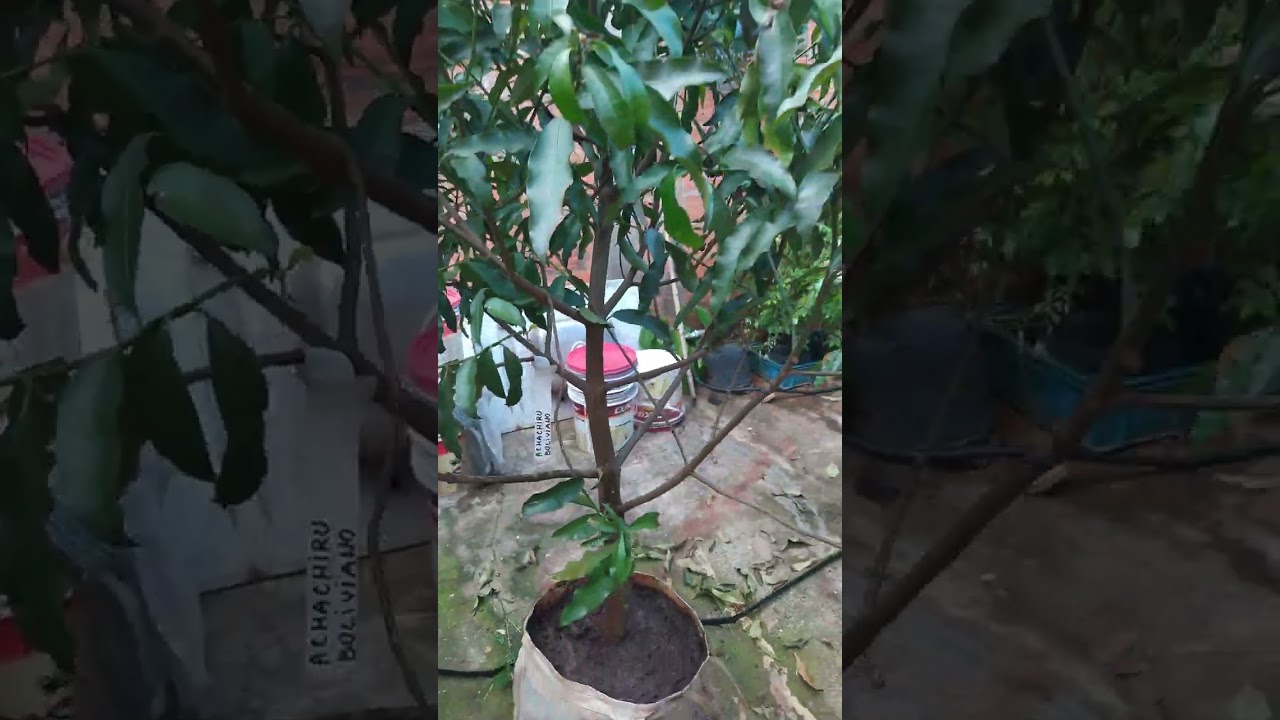 Achachairu Boliviano