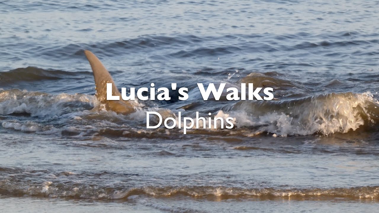 Lucia's Walks: Dolphins