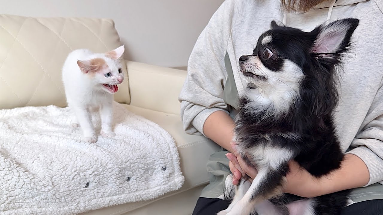優等生のチワワとヤンチャな子猫が初対面したらまさかのこうなっちゃいました…
