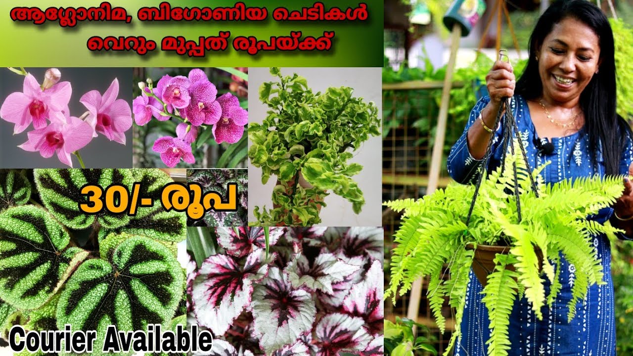 30രൂപയ്ക്ക് ബിഗോണിയ, ആഗ്ലോനിമ ചെടികൾ || പത്തനംത്തിട്ടയിലെ ഒരു അടിപൊളി ഗാർഡൻ || Farm Stories || Plant