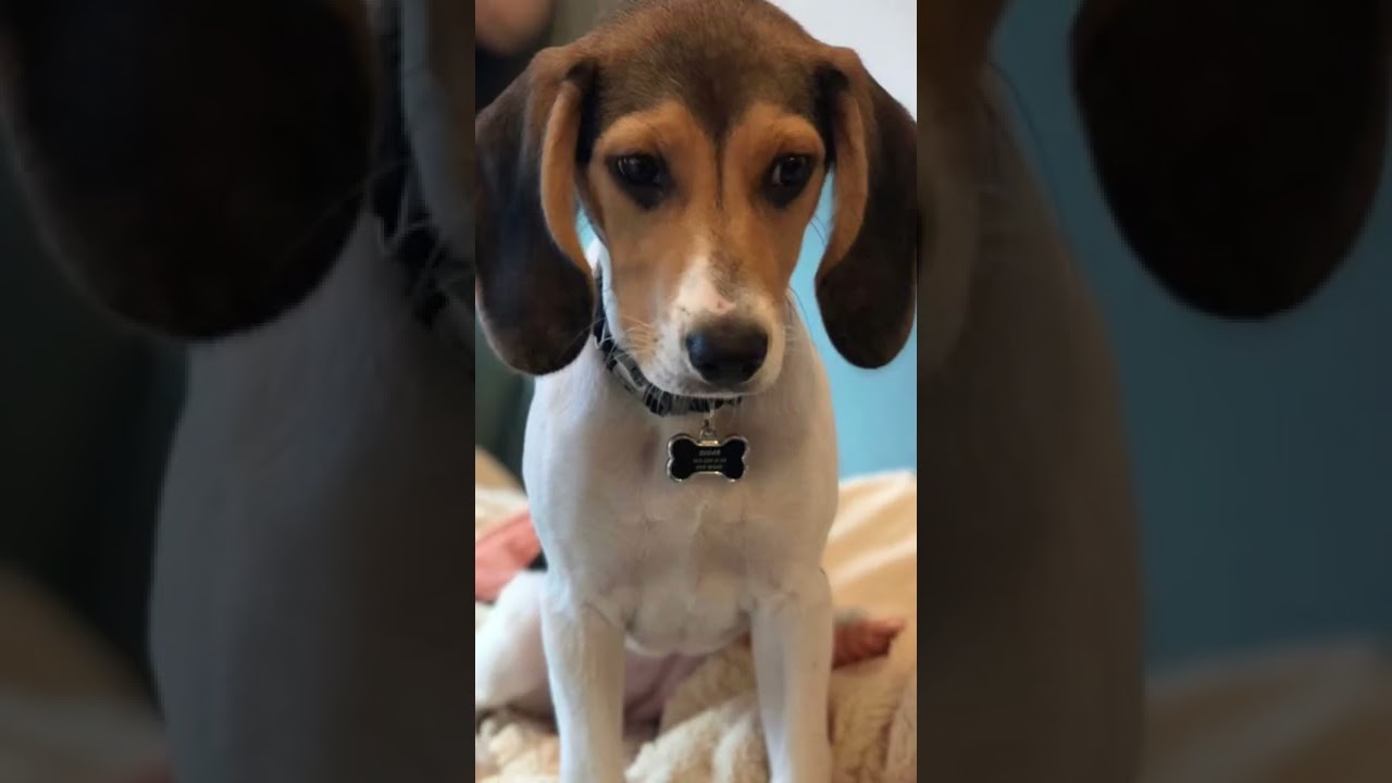 Adorable Beagle puppy transformation from 10 weeks to 6 months #shorts