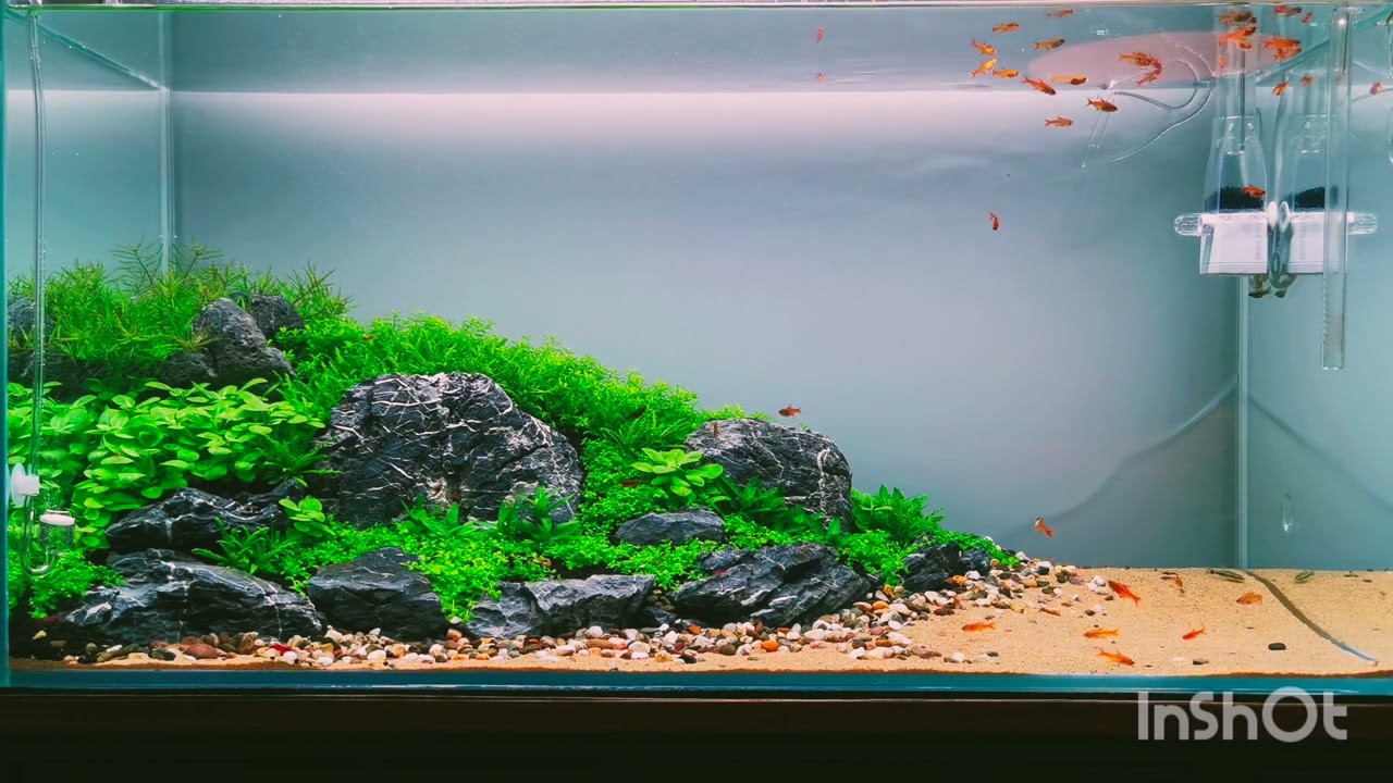 Akwarium Iwagumi 112L | Bystrzyk Amandy (Hyphessobrycon amandae)