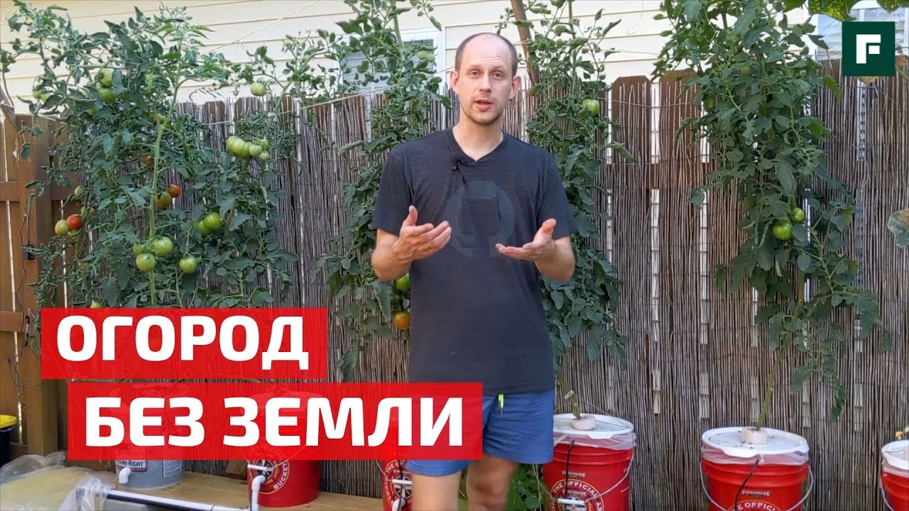 Гидропоника своими руками: помидоры от посадки до дегустации на ваших глазах // FORUMHOUSE