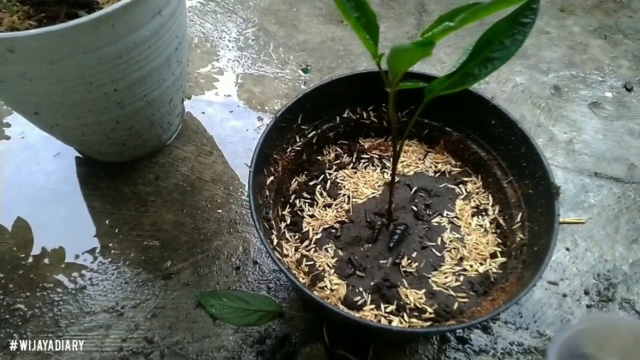 Toturial Perawatan Tanaman Buah Pepino
