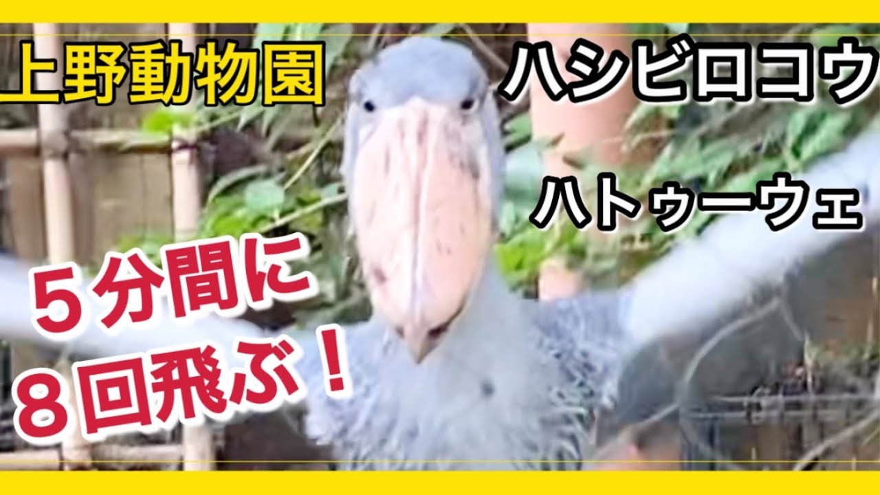 【上野動物園】ハシビロコウのハトゥーウェが５分間に８回飛びます。ノーカットでご覧ください。