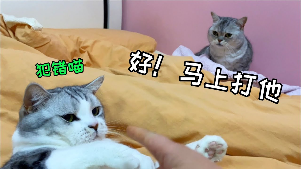 快看我的小貓打手！替我懲罰拆家貓啊它..