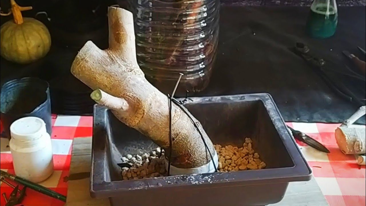 Esquejes de higuera segundo intento