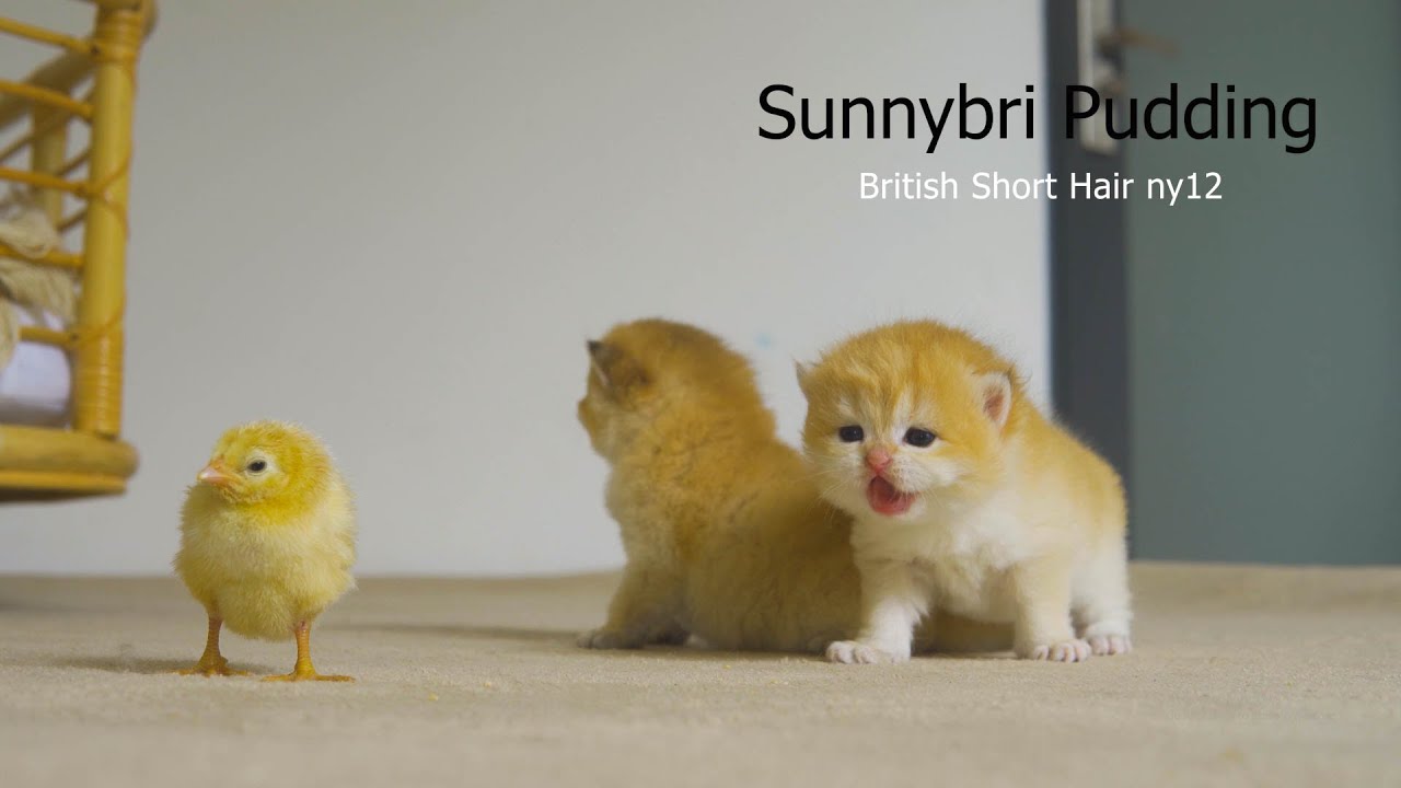 Котенок Пудинг зовет цыплят вернуться