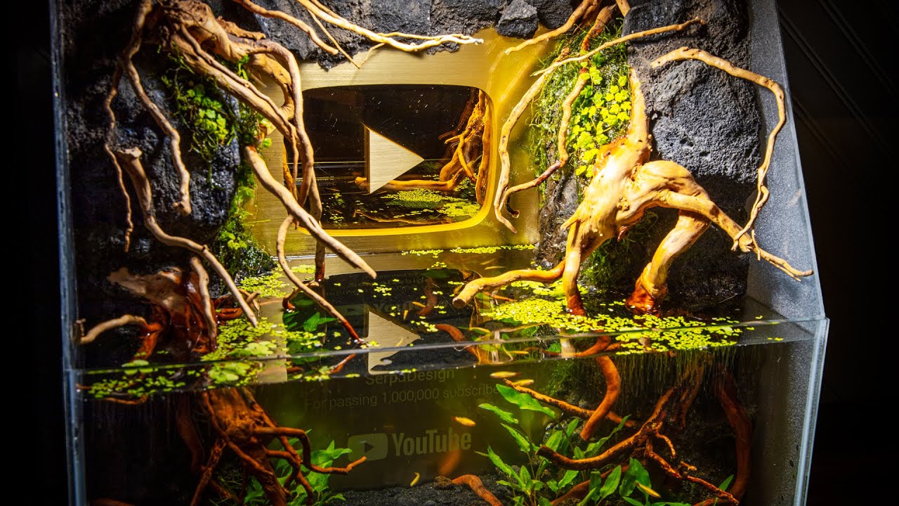 Gold Play Button Paludarium for Minnows (World's First?)