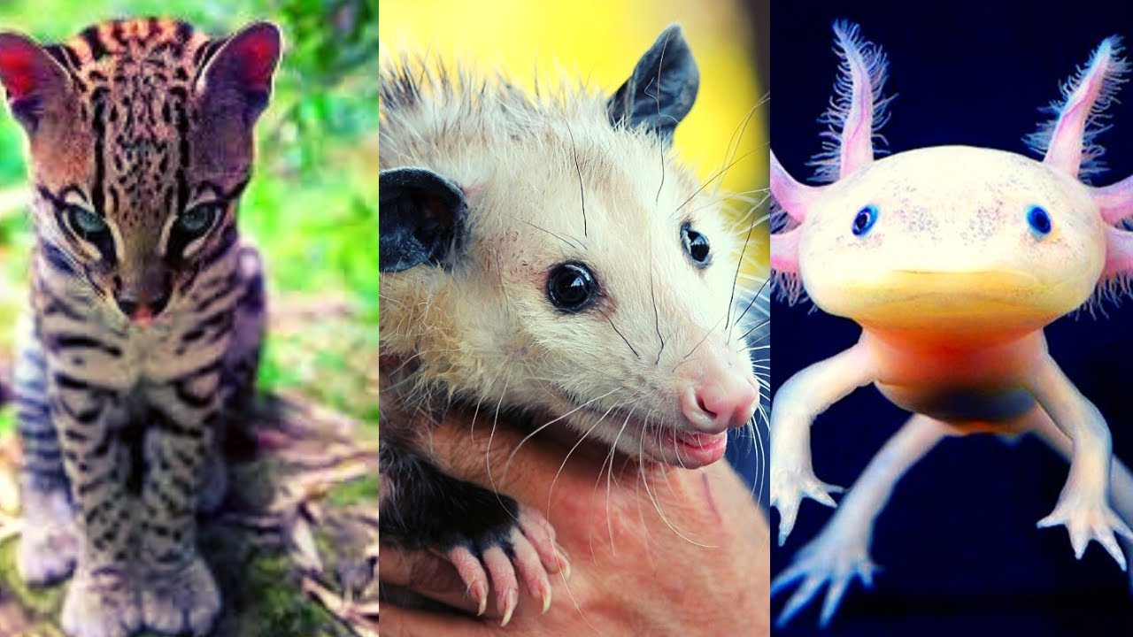 30 Animales Endémicos de México🐻