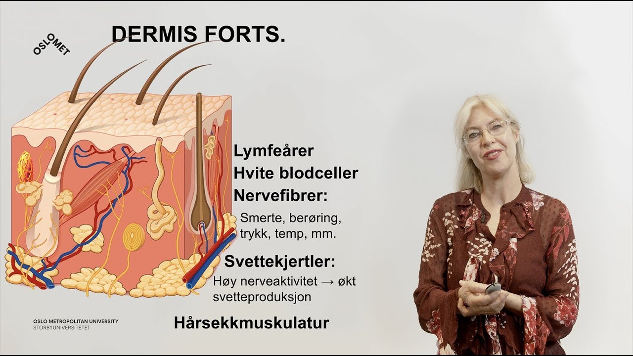 Huden (3/3): Dermis og subcutis