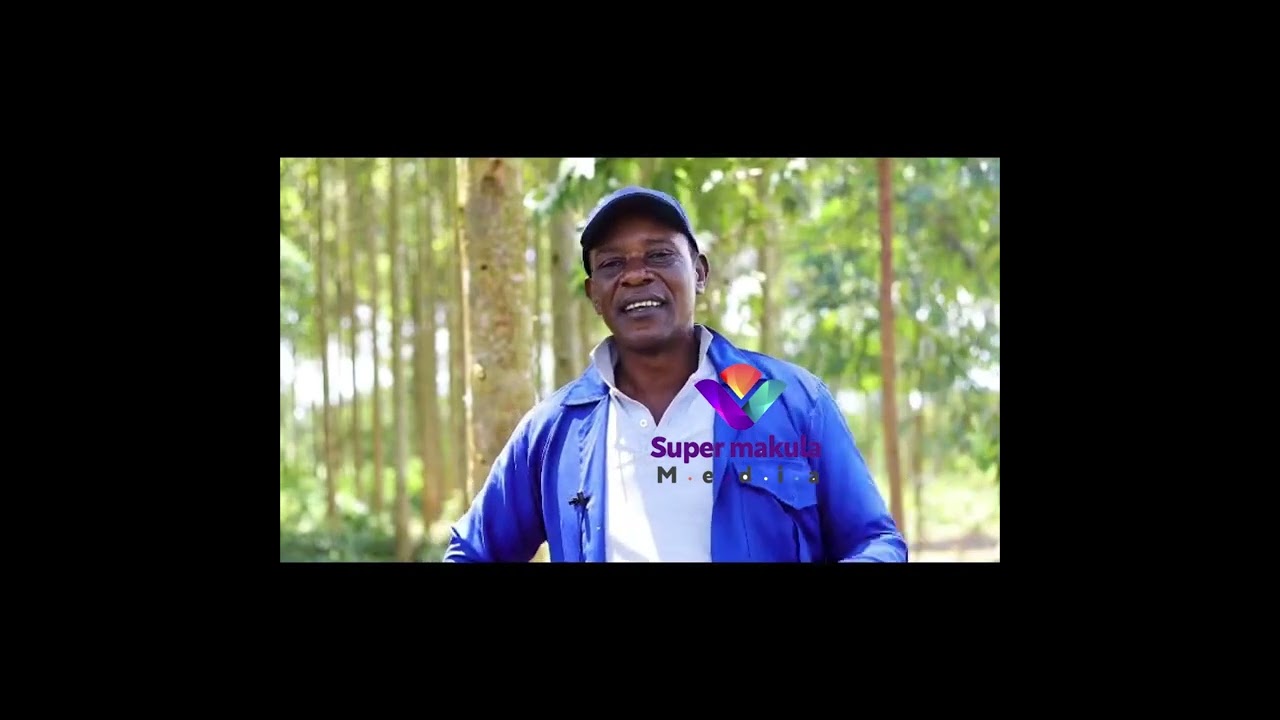 Osobola okukungula Obugaga mu kulima emiti @Mohammed Kakika