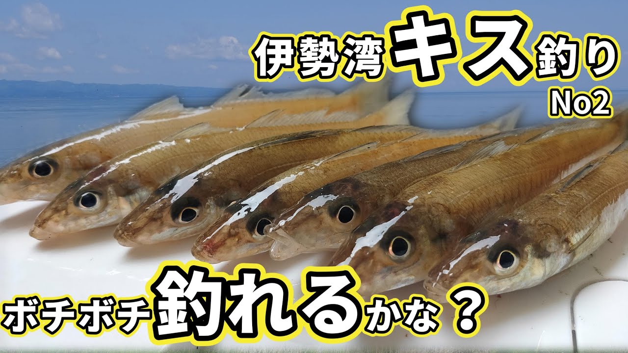 2023伊勢湾キス釣り第2回戦