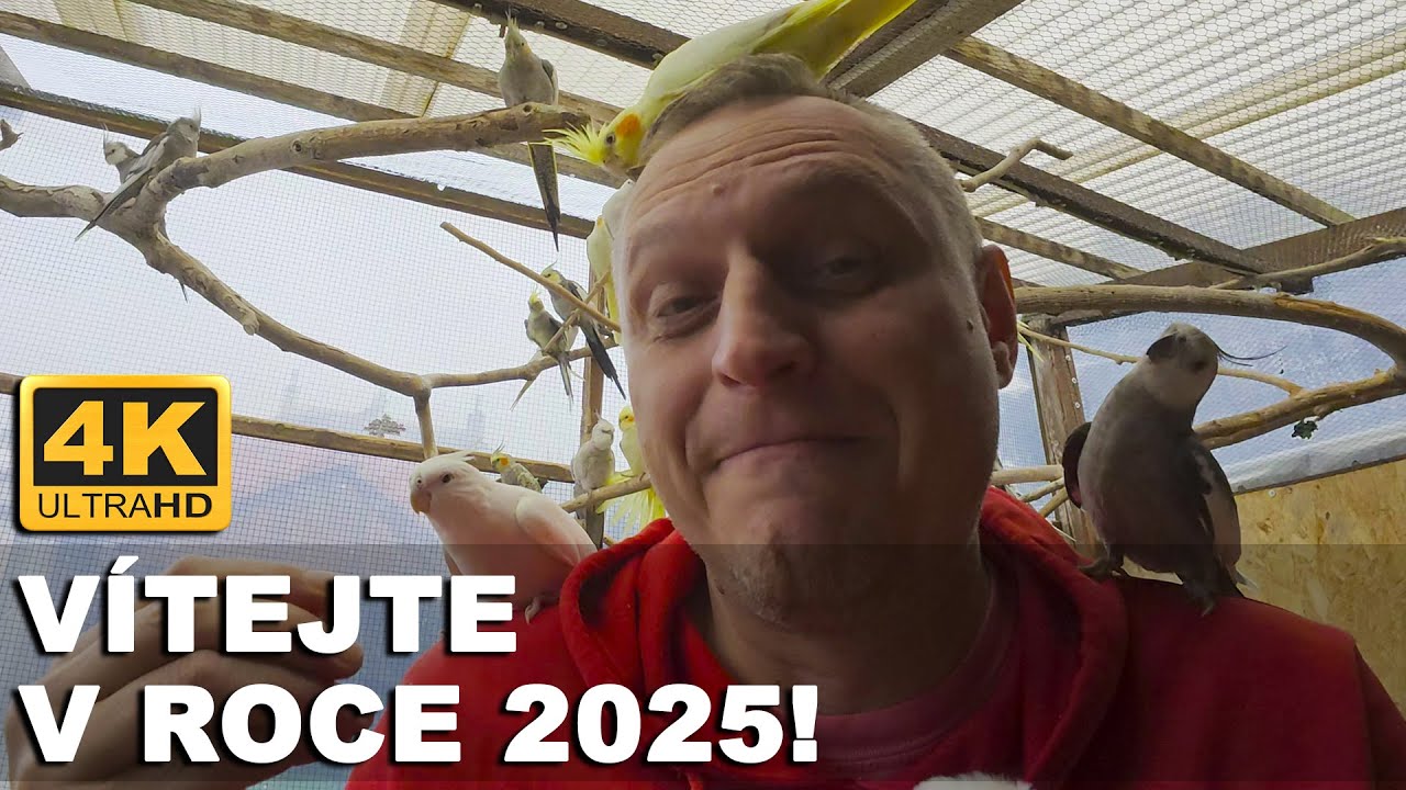 🔴[4K ] V&iacute;tejte v roce 2025! 🐾 #KorelaChocholat&aacute; │KorelyEu