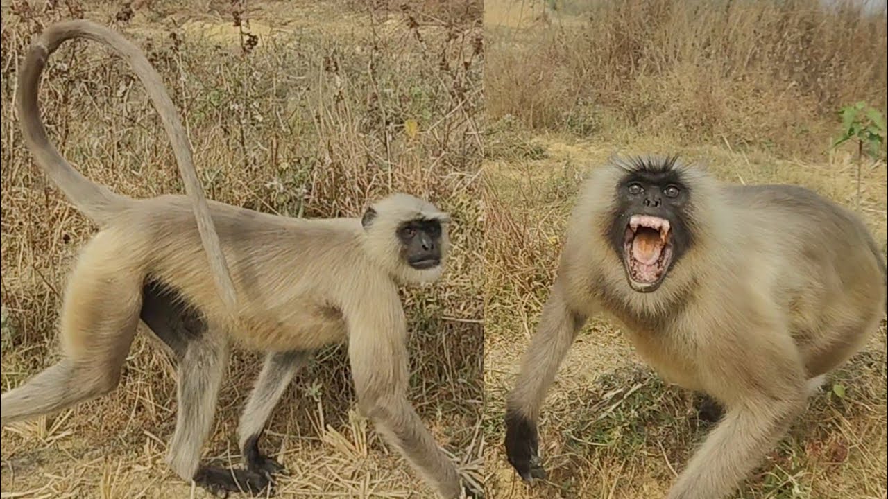 Gray Langur Natural Behavior | Wildlife Observation from a Safe Distance. #langur 