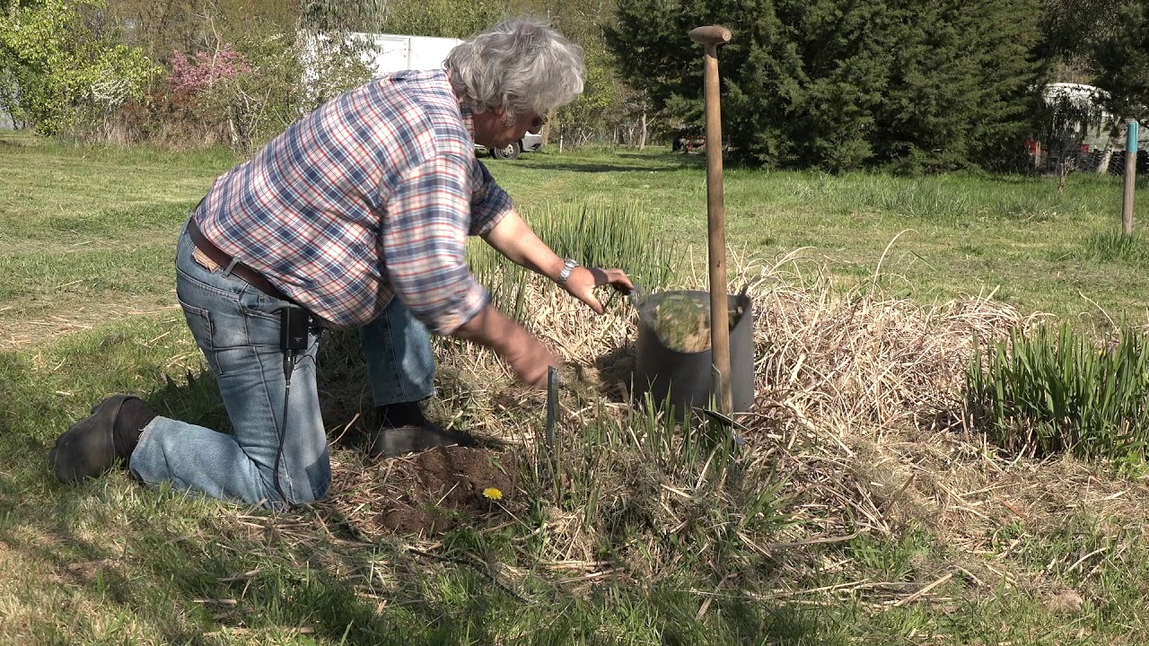 Miscanthus taille et multiplication