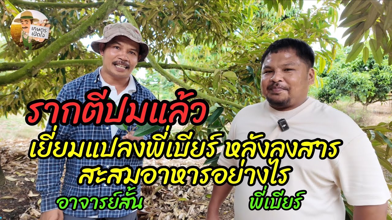 เยี่ยมแปลงพี่เบียร์ มาดูรากตีปมหลังลงสาร สะสมอาหารอย่างไรดี