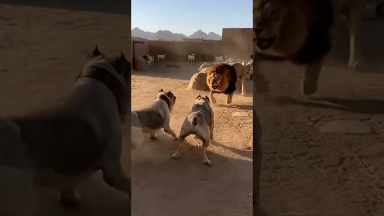 Qahdarijani Dogs Defend Village Against Fierce Lion Attack!