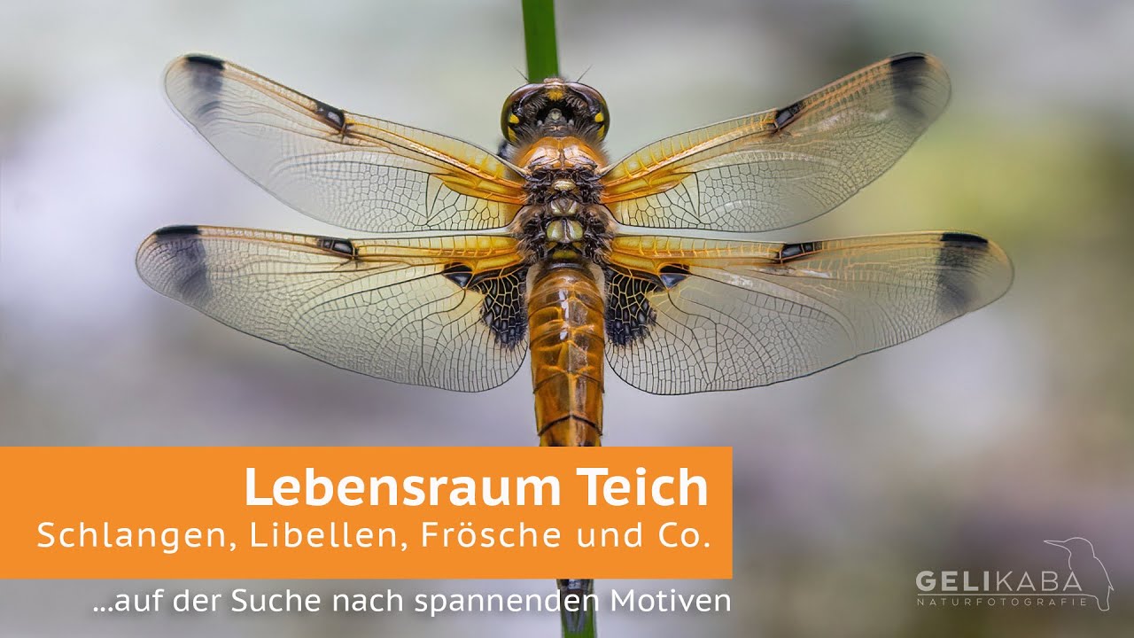 Lebensraum Teich - auf der Suche nach spannenden Motiven. Ringelnatter, Frösche, Reiher und Co.