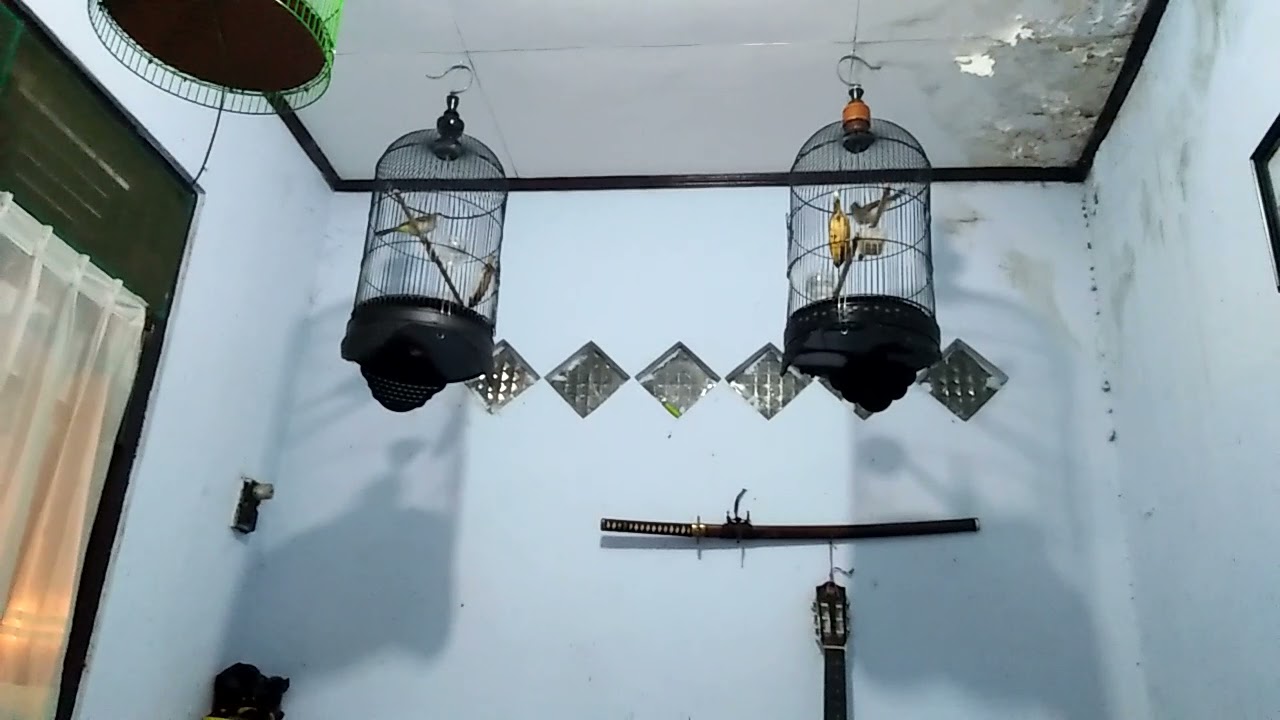 Agar trucuk tambah GACOR...bisa ikuti cara ini...gacor semua waktu...