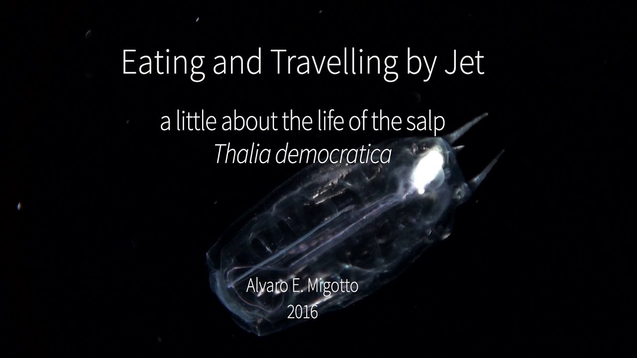 Eating and travelling by jet - a little about the life of the salp Thalia democratica