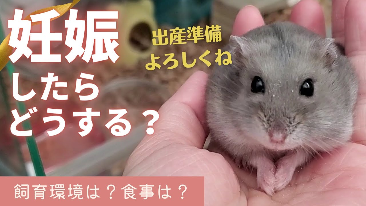 妊娠中の飼育環境は？食事は？【ジャンガリアンハムスターの繁殖】