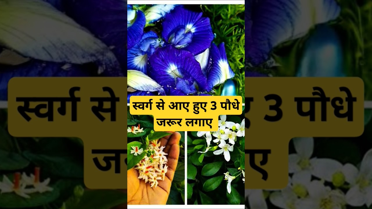3 Plants from Heaven #shortsfeed #gardening #garden