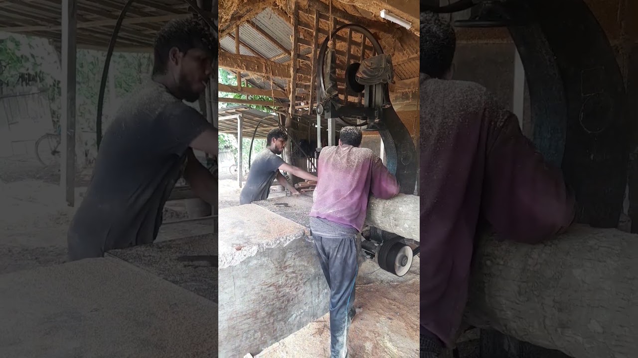 Strong people cutting long coconut tree in Bangladesh #woodworking #woodskills #woodcutting