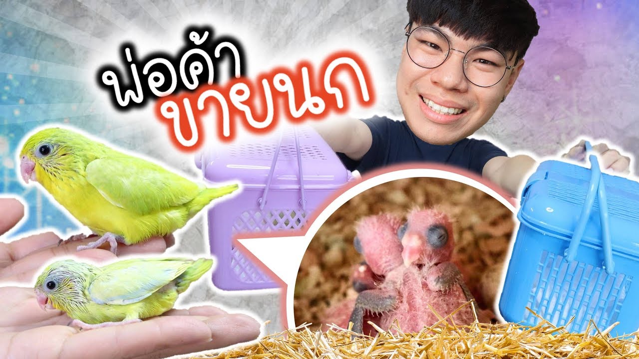 ลูกนกจ๋า ย้ายบ้านใหม่!! เป็นพ่อค้าขายนกฟอพัส | My PET EP.34