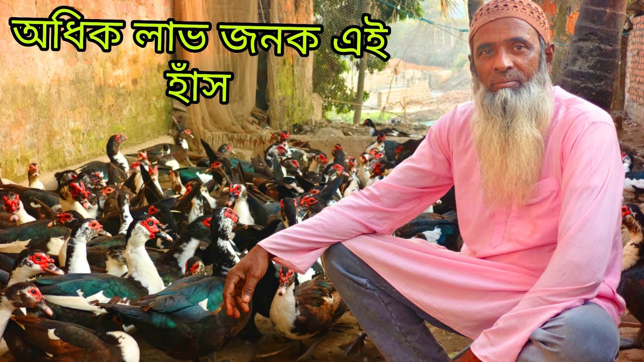 অবিশ্বাস্য লাভ সিনা হাঁস পালন করা। China Duck Farming video.