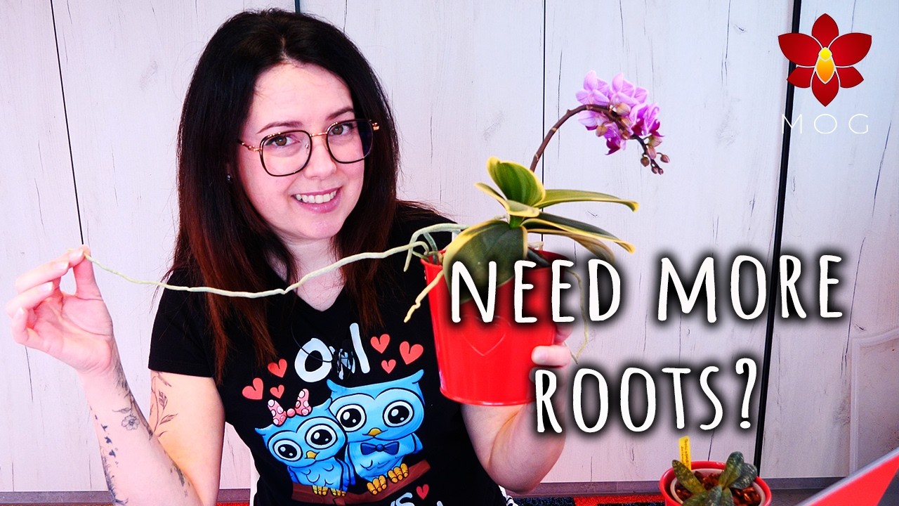 Orchid Q&A January 2026 - Orchid with brown roots? Why my Orchid doesn't bloom? 🤔