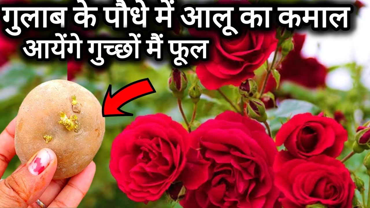 गुलाब के पौधे में आलू का कमान आलू से बना हुआ खाद नवंबर में जरूर डाले।Rose plant care tips fertilizer
