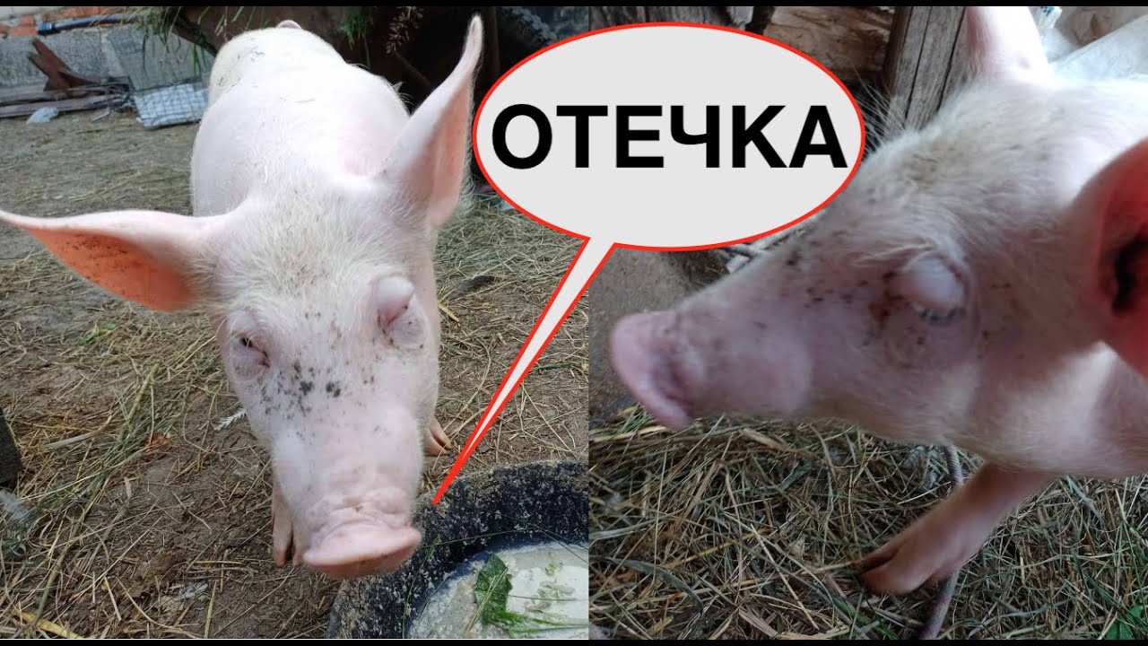 ОТЕЧНАЯ БОЛЕЗНЬ ПОРОСЯТ _ ЛЕЧЕНИЕ