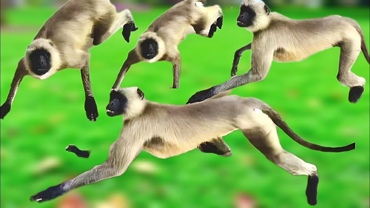 Hanuman most popular jumping | monkey new life in 2026