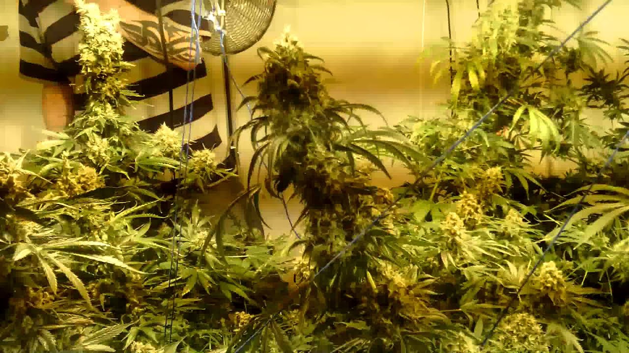 B.L.Z BUD