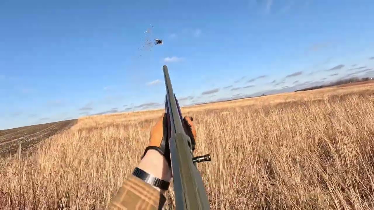 Minnesota Public Land Pheasants - Mid November 2024