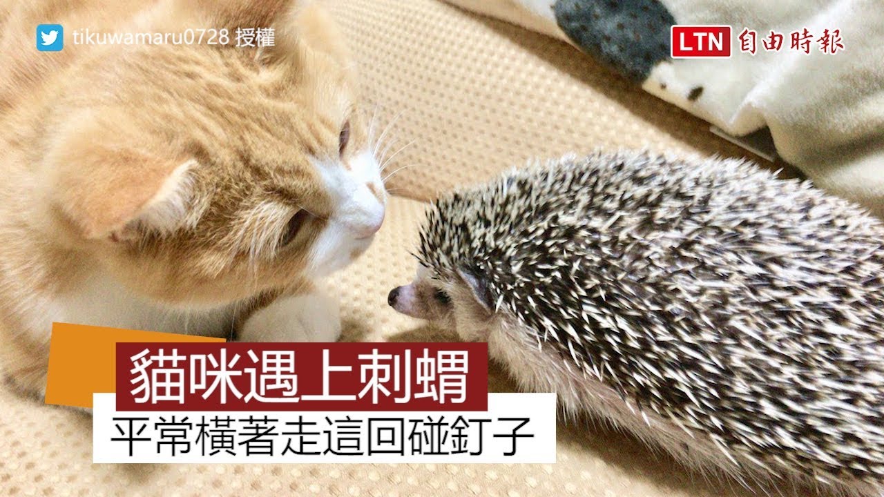 打刺蝟會掉罐罐？貓咪怕痛又狂拍 網友：是被開發了什麼嗎？