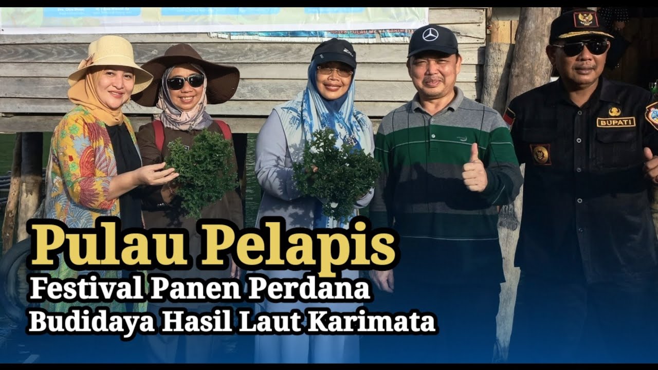 Panen Perdana Budidaya Laut Pulau Pelapis | Kecamatan Kepulauan Karimata kabupaten Kayong Utara