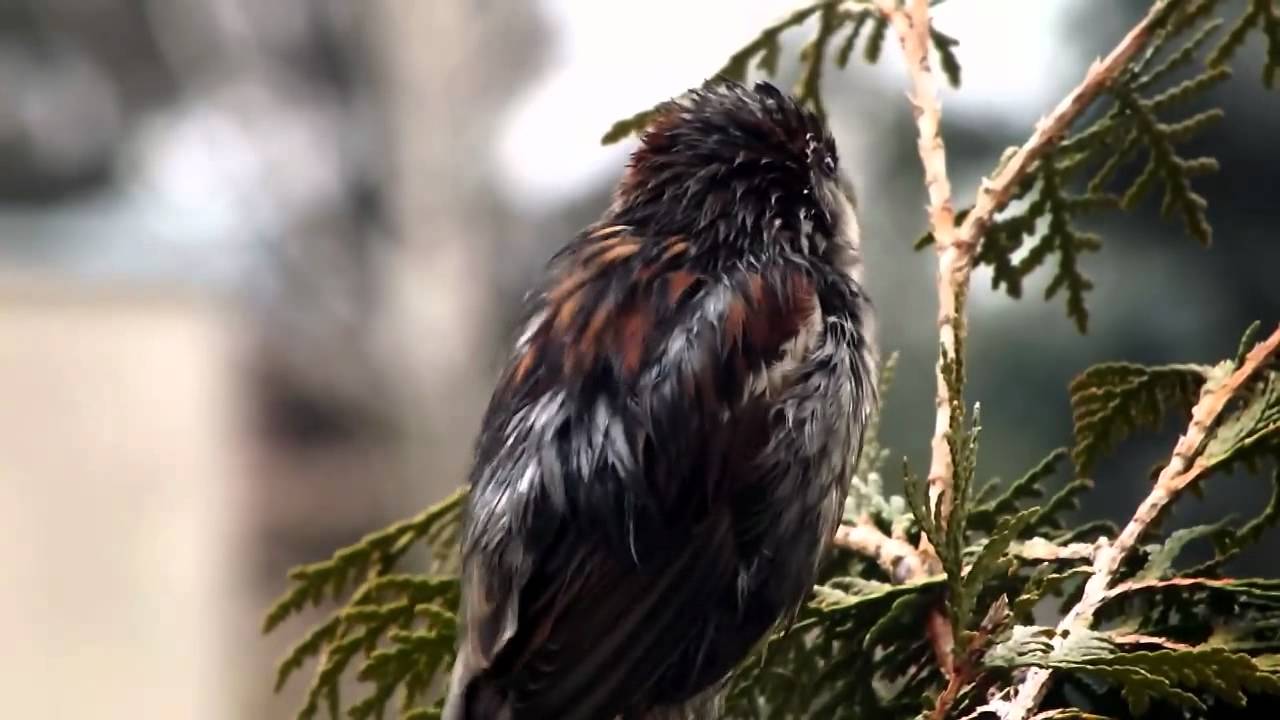 Fuji HS20exr & HS10 HD Birds movie compilation by miradfx