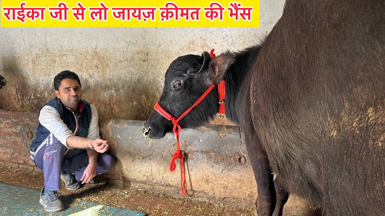🔥 आज खरिदो राईका जी से जायज़ क़ीमत की 4 भैंसे बिकाऊ दूध 12 से 15 लीटर । Raika Dairy Farm 