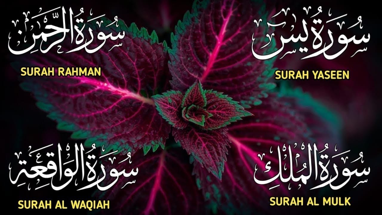 Surah Yaseen ❤ Surah Rahman ❤ Surah Al Waqia ❤ Surah Al mulk Soothing Quran recitation | Ep000405