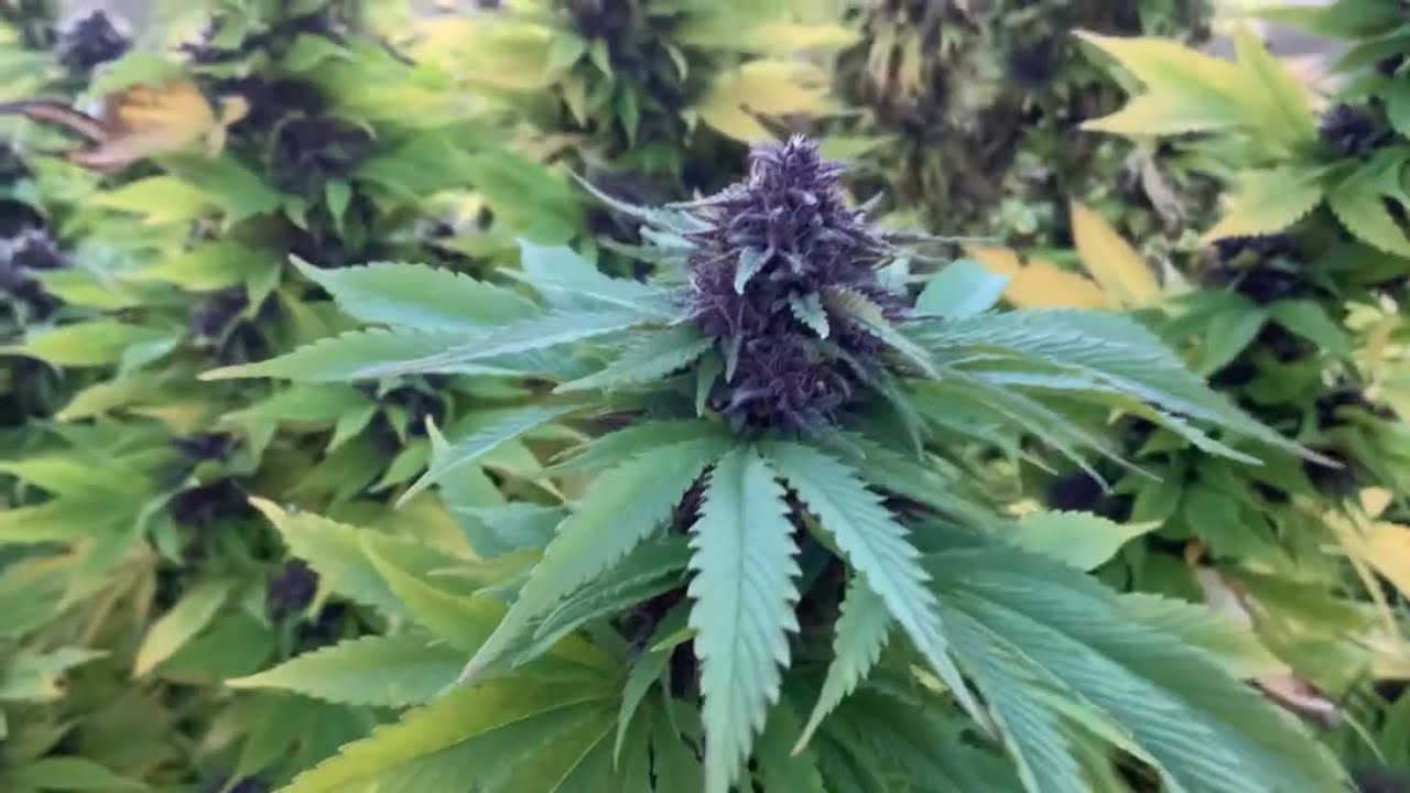 Cannabis farm #3 purple buds !!