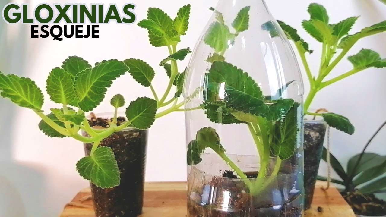 gloxinias reproduccion por esqueje chuyito jardinero
