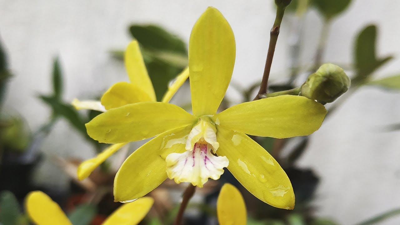 Encyclia tampensis var. alba x Sophronitis coccinea var. flava - Orchideen Pflege leicht gemacht!